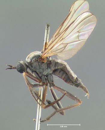 Media type: image;   Entomology 1149 Aspect: habitus lateral view